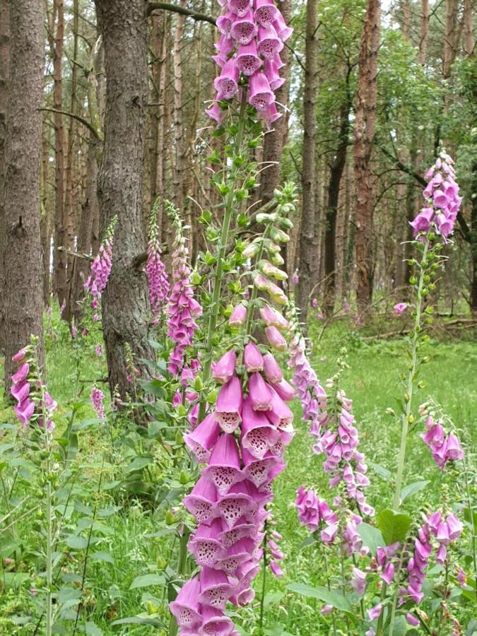 Buitenplaats Reestdal IJhorst Luaran gambar